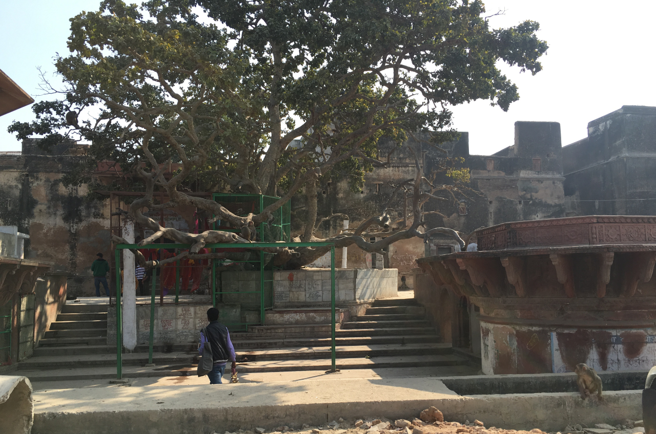 cheer ghat, kadamba tree