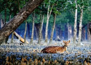 Sunderbans